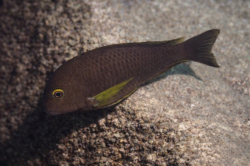 Tropheus sp. 'lukuga' Milima Island
